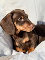 Buddy een schattige TECKEL, Reu, Dwerg, Eén hond, Nederland