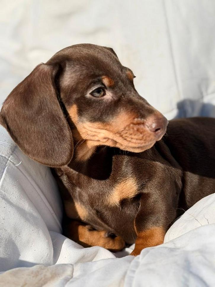 Buddy een schattige TECKEL, Dieren en Toebehoren, Honden | Teckels en Dashonden, Reu, Dwerg, Particulier, Eén hond, Nederland