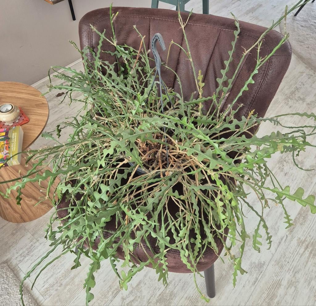 Zaagcactus in hangpot, Ophalen, Cactus, Halfschaduw, Minder dan 100 cm