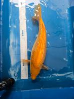 Ginrin yellow monkey dainichi, Dieren en Toebehoren, Karper of Koi