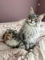 2 onwijs lieve maine coon poezen | moeder & dochter,, Dieren en Toebehoren, Poes, Ingeënt