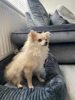 Lief en speels Pomeriaanse Chihuahua te koop, Dieren en Toebehoren, Parvo, 15 weken tot 1 jaar, Teef, Eén hond