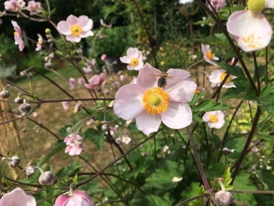 Stekken van Japanse Anemoon, Verbena bonariensis en bieslook, Ophalen, Overige soorten, Volle zon