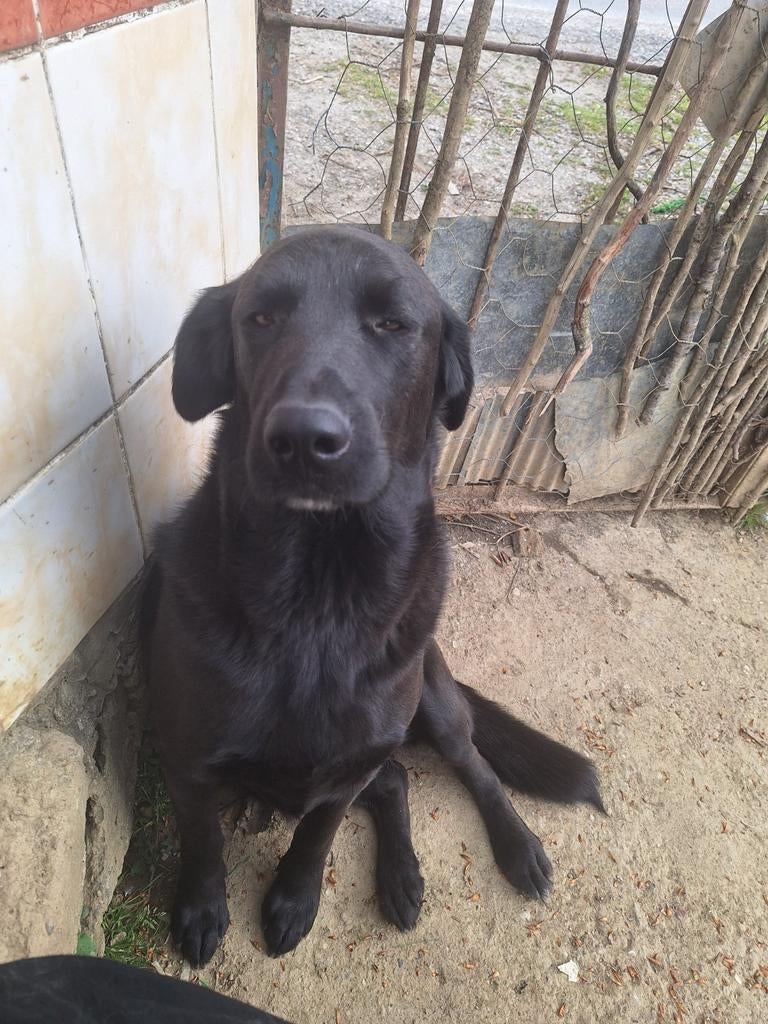Kruising golden retriever, Dieren en Toebehoren, Honden | Retrievers, Spaniëls en Waterhonden, Particulier, Overige rassen, 1 tot 2 jaar