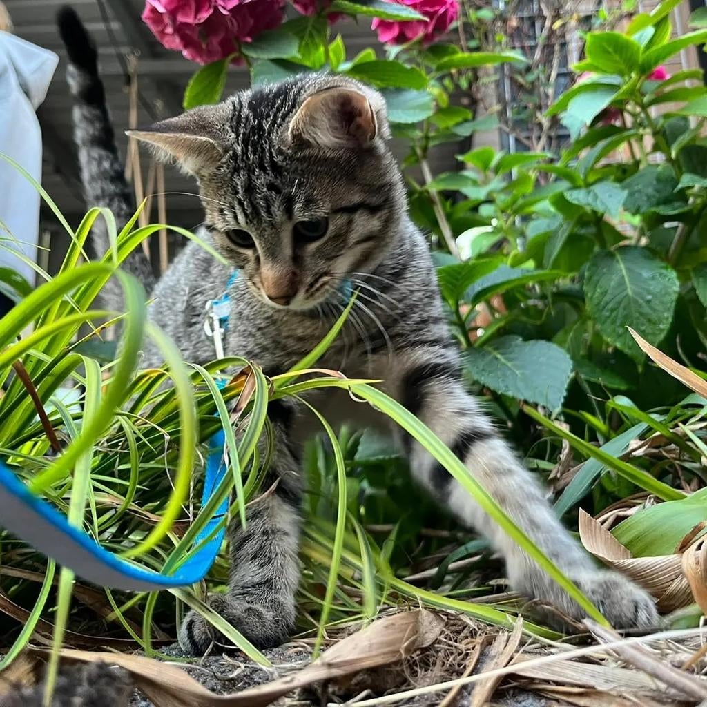 2 Tuigjes voor kittens (of heel klein hondje/pup), Dieren en Toebehoren, Ophalen of Verzenden