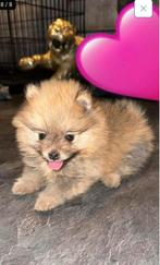 Mini pomeriaan teefje met hele mooie fci stamboom, 1 tot 2 jaar, Teef, Parvo, Eén hond