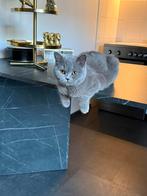 Dekkater gezocht Britse korthaar, 0 tot 2 jaar