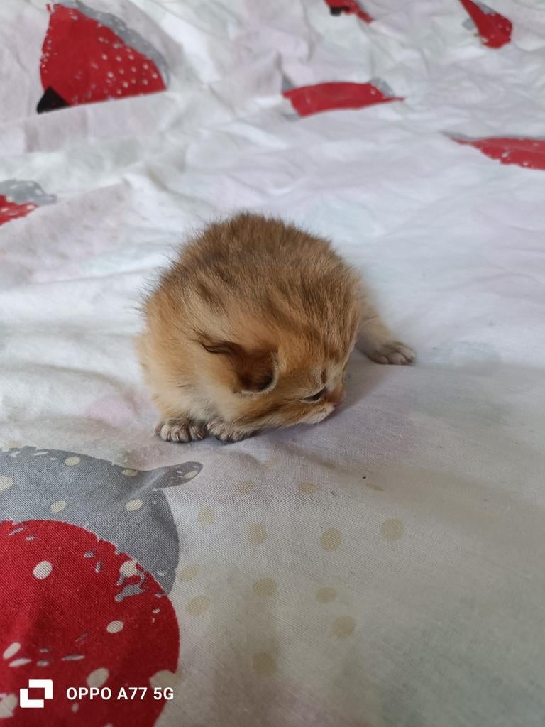 Engelse kittens cat, Ophalen of Verzenden