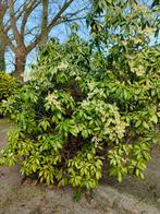 3 grote planten uit tuin gratis af te halen, Ophalen, Overige soorten, Halfschaduw