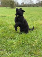 Duitse Herder Langharige teefje, Parvo, 8 tot 15 weken, Teef, Eén hond