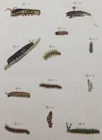 Antieke vlinder rupsen prent, Ophalen of Verzenden