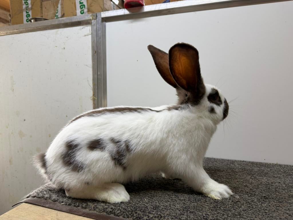 Groot Lotharinger ram havanna bruin, Dieren en Toebehoren, Konijnen, Mannelijk, Groot