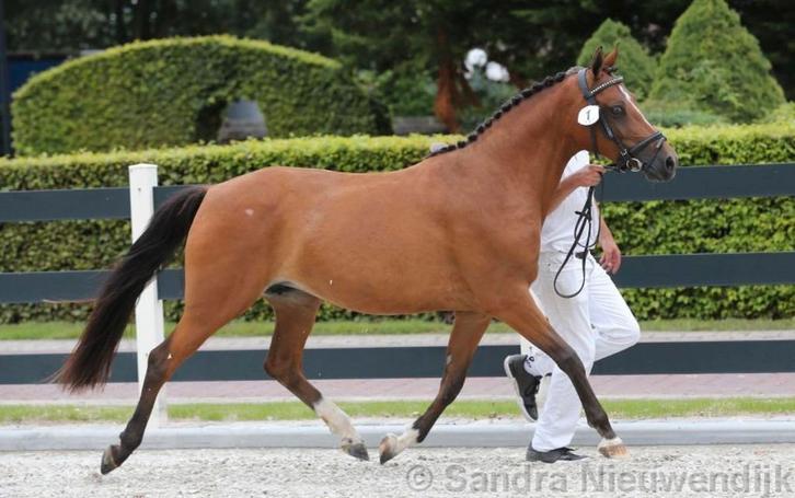 Meerdere zeer kwaliteitsvolle D ponys te koop!, Dieren en Toebehoren, Pony's, Ruin, Zadelmak, D pony (1.37m tot 1.48m), Springpony