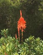 Biologische Aloë Vera kamerplanten stekjes gel gezond, Vetplant, Ophalen of Verzenden, In pot, Minder dan 100 cm