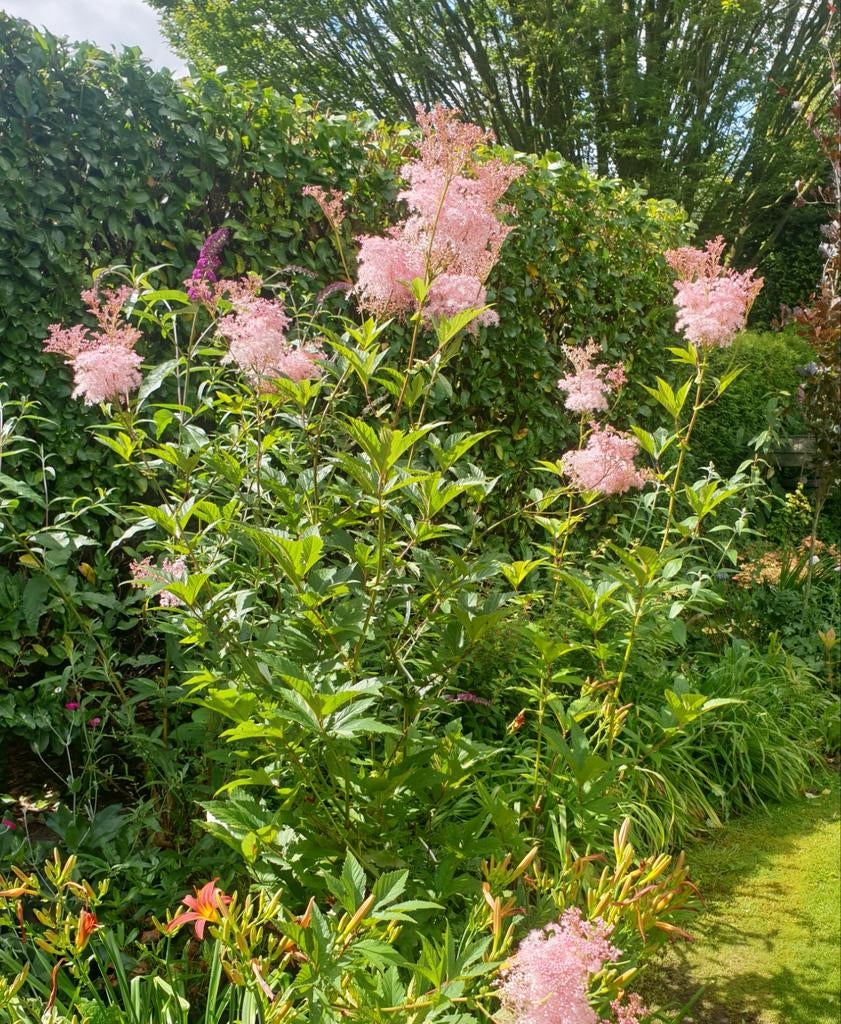 Astilbe, 1.20 mtr hoog, vaste planten, Ophalen, Overige soorten, Volle zon