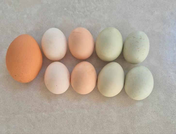 Broedeieren serama, Dieren en Toebehoren, Pluimvee, Kip, Geslacht onbekend