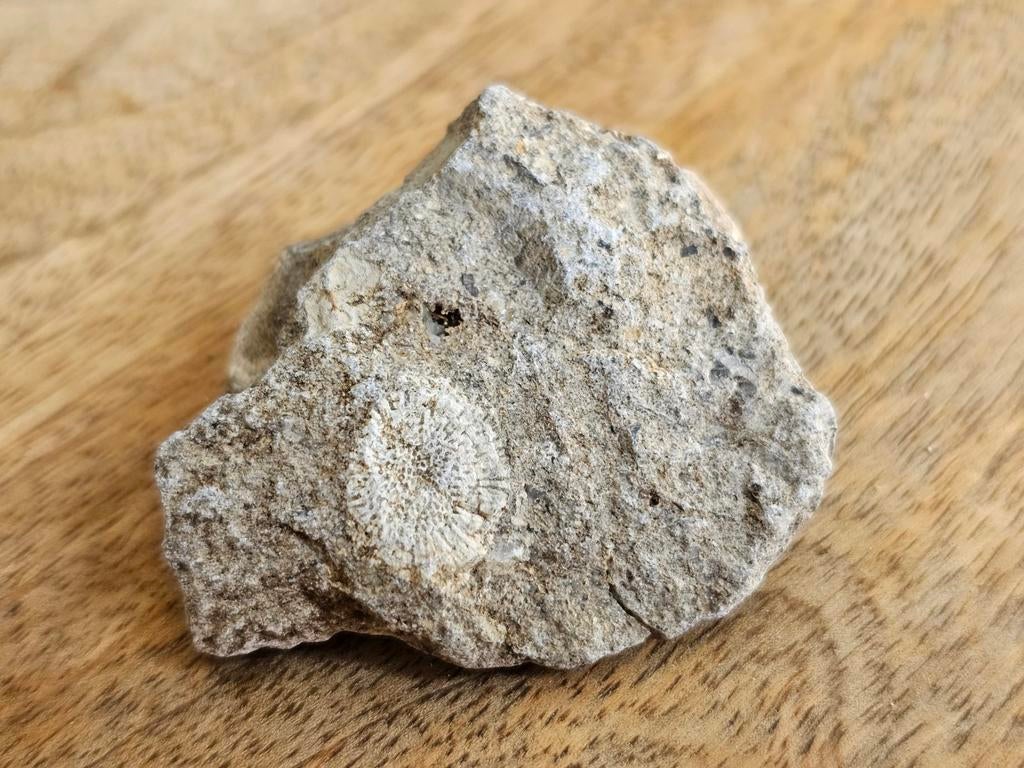 Fossiel Koraal in sediment gesteente, Verzamelen, Mineralen en Fossielen, Ophalen of Verzenden, Fossiel