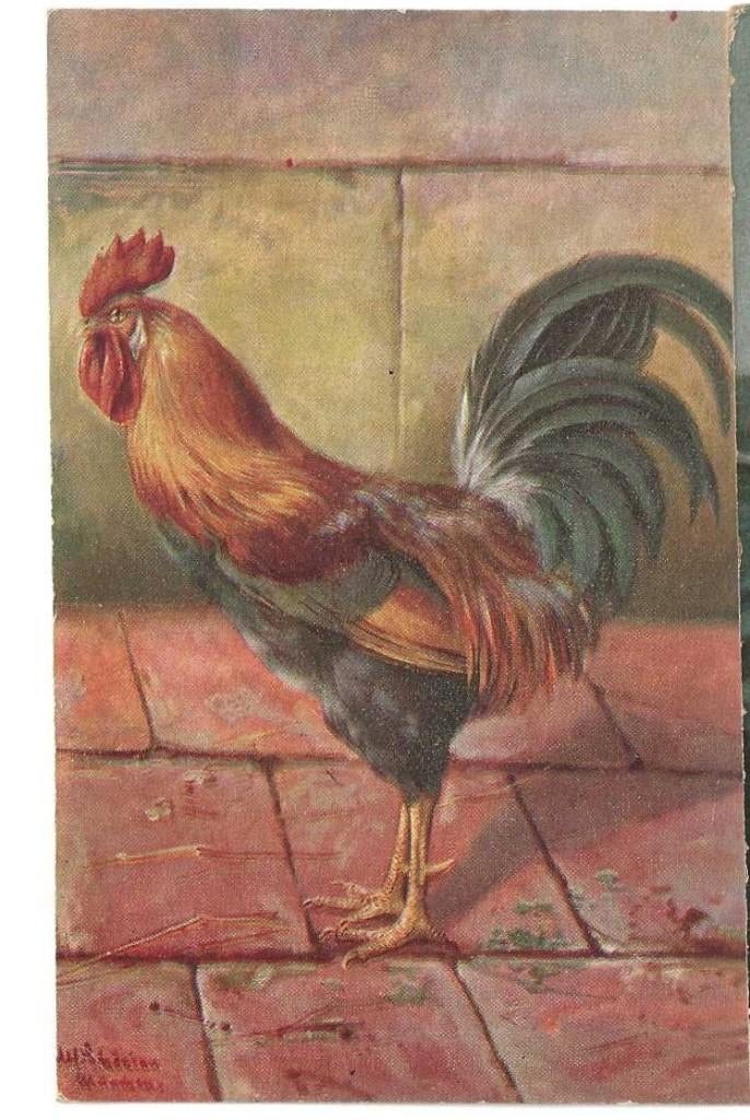 Par- 565   Fantasie kaart    Pluimvee  Haan, Dieren en Toebehoren, Mannelijk, Kip