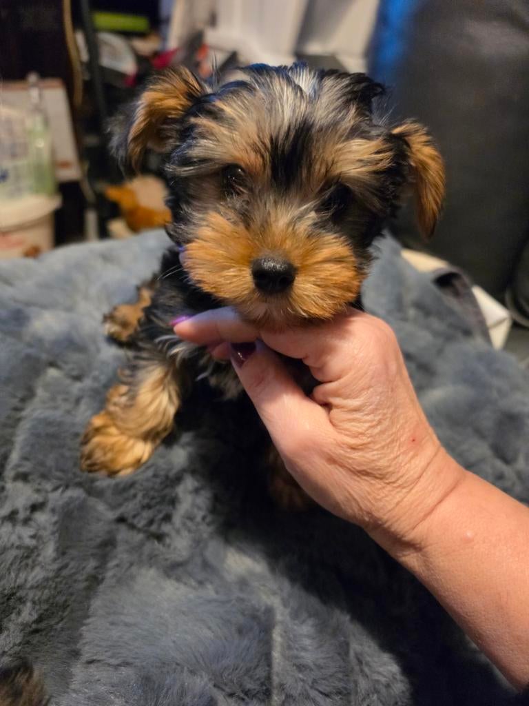 Mini york terier, Dieren en Toebehoren, Honden | Jack Russells en Terriërs, 8 tot 15 weken, Meerdere, Meerdere dieren, Parvo