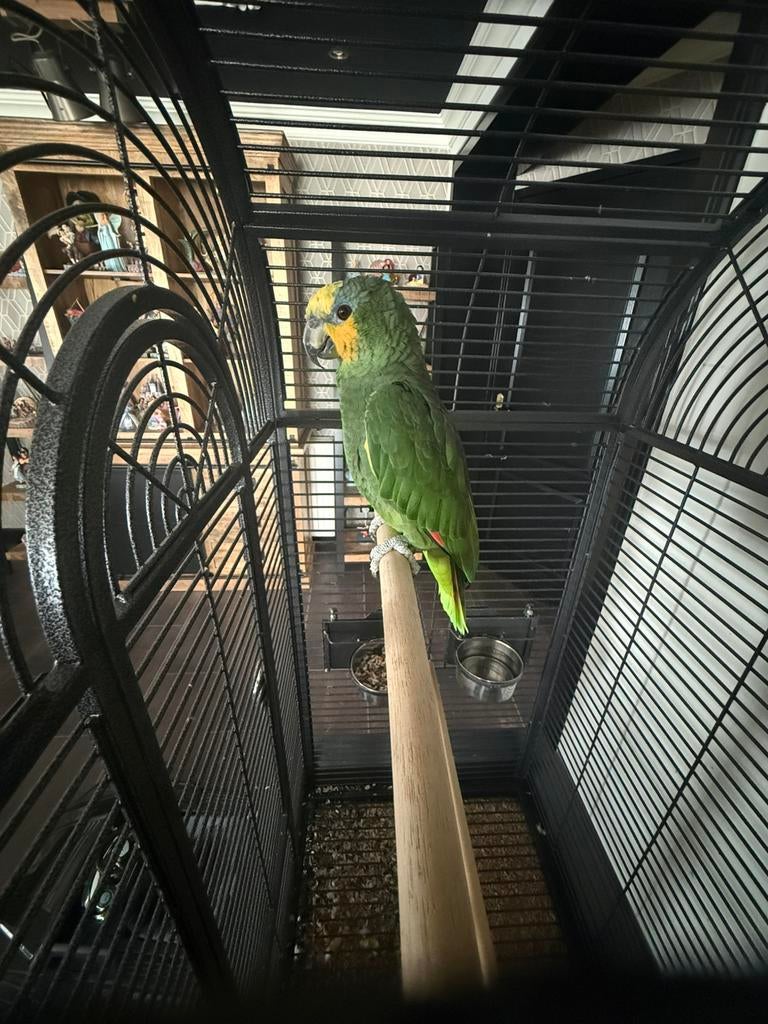 Venezuela amazone man, Dieren en Toebehoren, Vogels | Parkieten en Papegaaien, Mannelijk, Papegaai, Tam