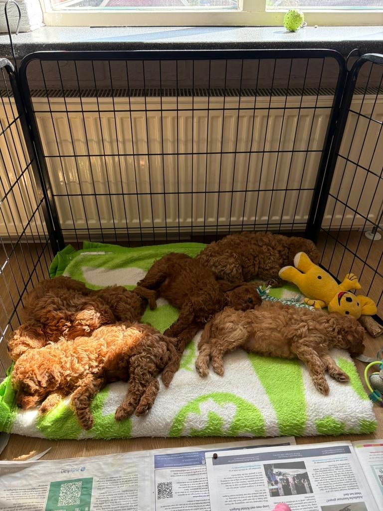 Prachtige mini labradoodle pups🥰 wij mogen verhuizen🥳, Parvo, 8 tot 15 weken, Meerdere, Meerdere dieren