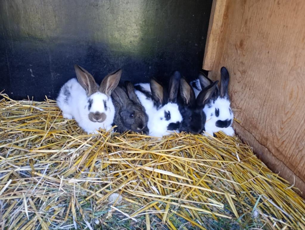 Jonge konijnen lotharingers, Dieren en Toebehoren, Konijnen, Meerdere dieren, Groot, 0 tot 2 jaar