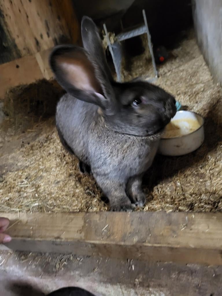 Twee duitse reuzen, Mannelijk, Groot, 0 tot 2 jaar