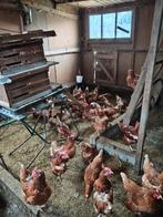 Pluimvee, Dieren en Toebehoren, Vrouwelijk, Kip