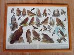 Schoolplaat uilen en roofvogels, Antiek en Kunst, Ophalen, Natuur en Biologie