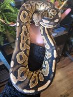 Ball python python regius koningspython, Dieren en Toebehoren, Slang, 0 tot 2 jaar