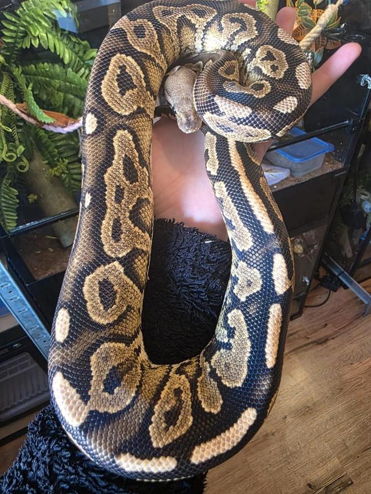 Ball python python regius koningspython Ball Python - female for sale from Michael