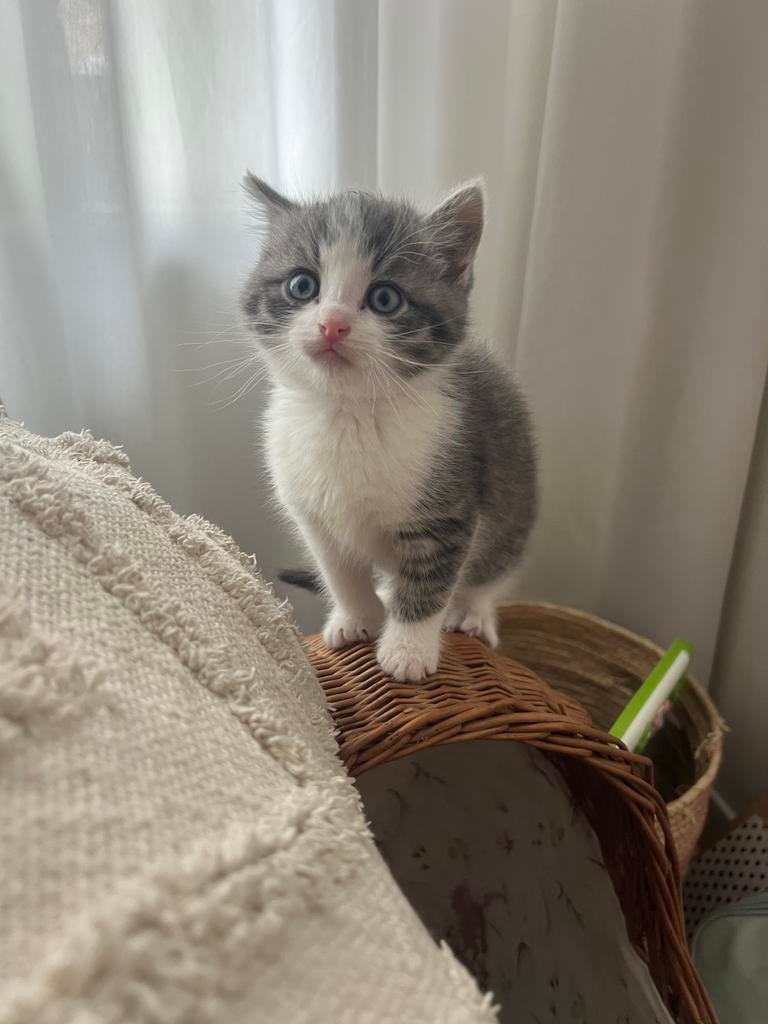 Kruising noorseboskat kittens, Meerdere dieren, Ontwormd, 0 tot 2 jaar