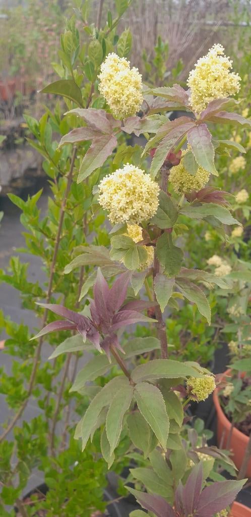 Mooie grote struiken flier,  Sambucus nigra, Ophalen, Overige soorten, Minder dan 100 cm