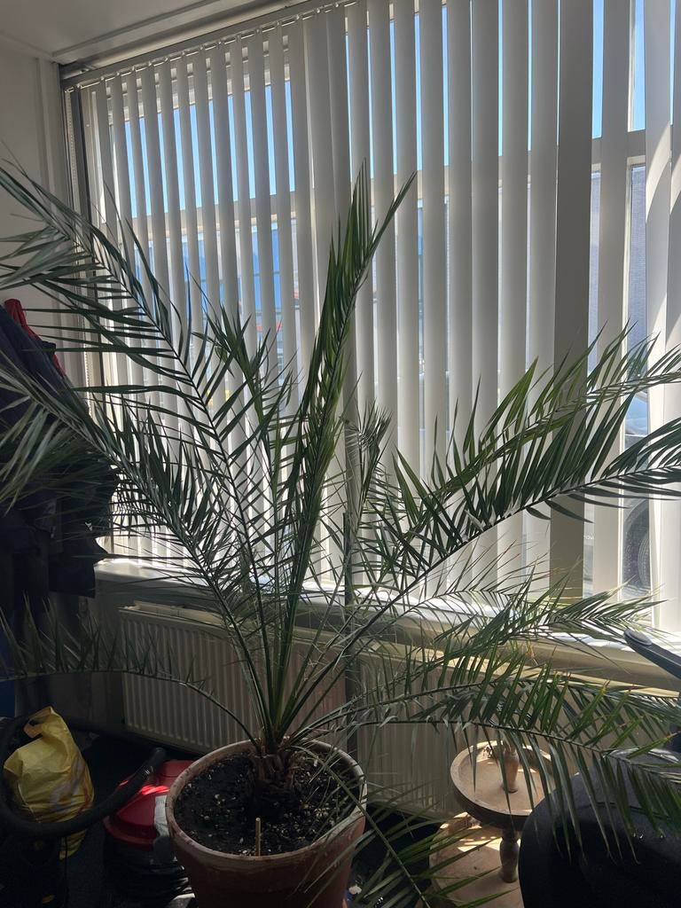 Grote en gezonde palmboom in pot, Huis en Inrichting, Kamerplanten, Ophalen, Palm, In pot, 150 tot 200 cm