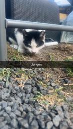 Kittens, Dieren en Toebehoren, Ophalen of Verzenden