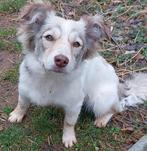 Masja is ter adoptie!, Handelaar, 1 tot 2 jaar, Buitenland, Teef