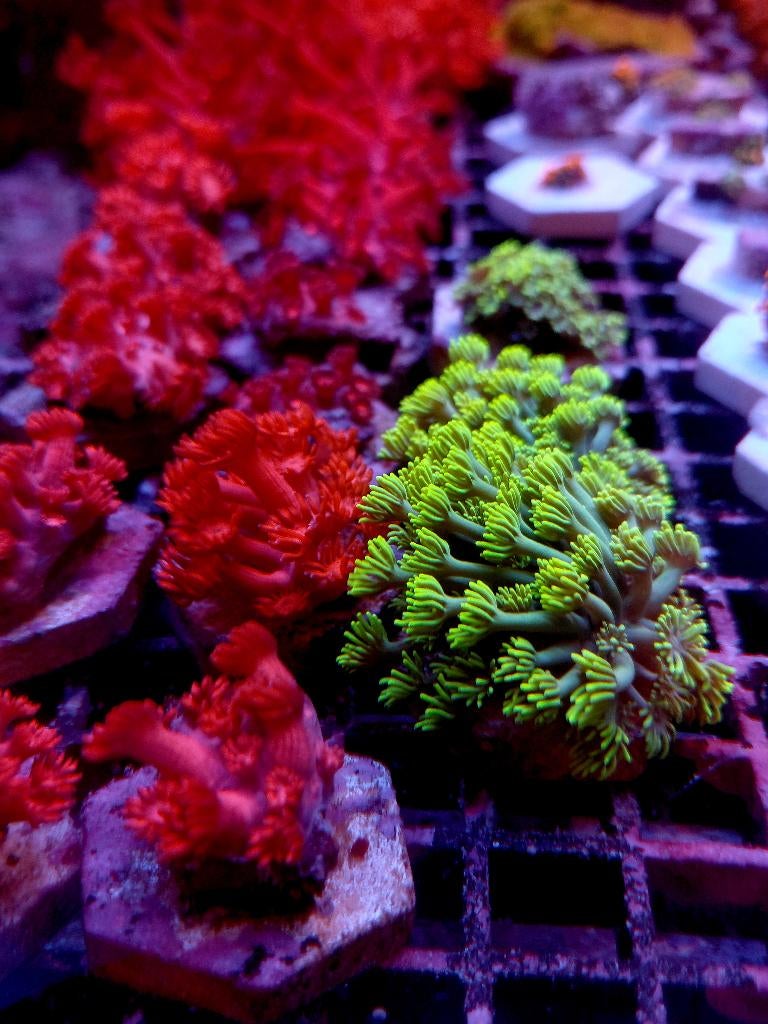 Koralen zeeaquarium, Overige typen, Zoutwatervis