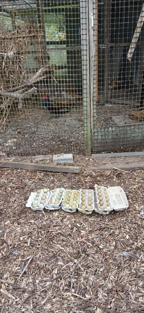 Fazante eieren, Geslacht onbekend, Kip