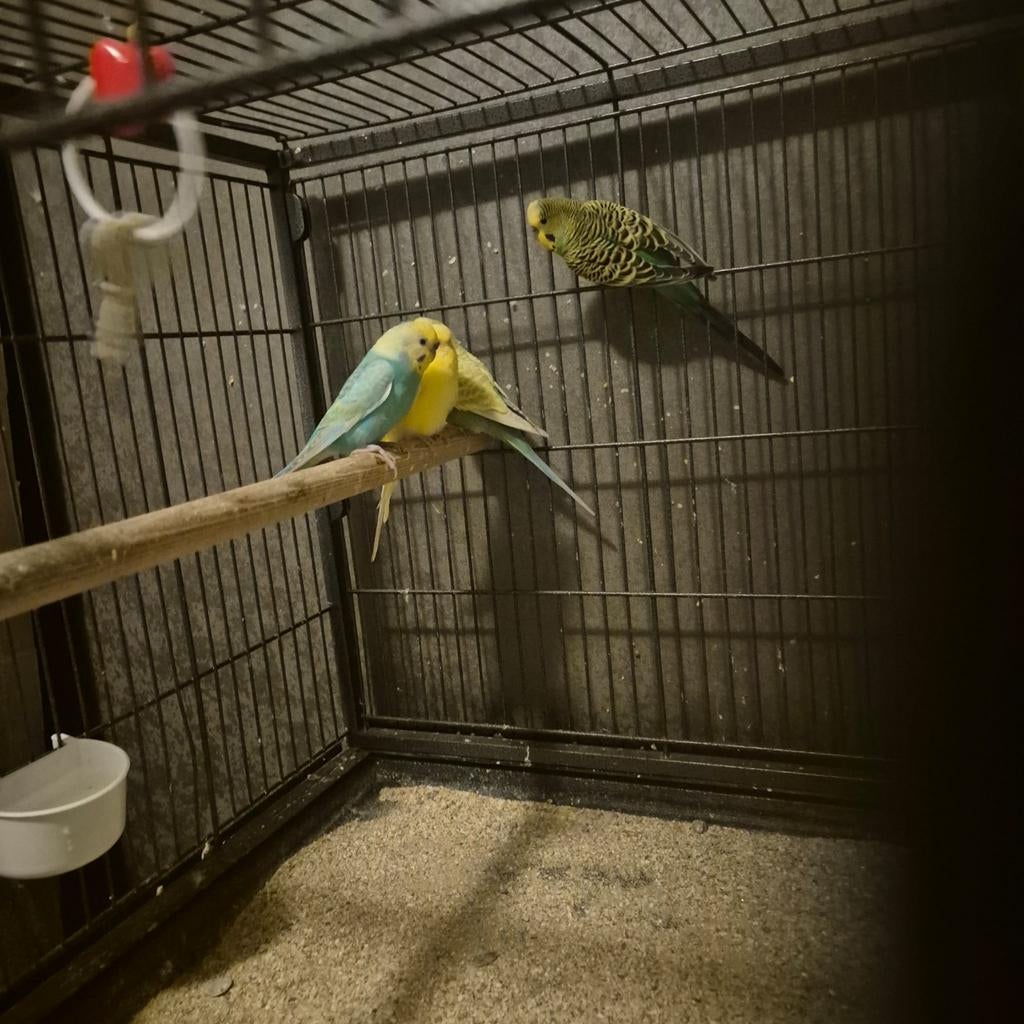 Tk  aangeboden 4 vrouwtjes parkieten met kooi, Vrouwelijk, Parkiet