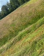 Gezocht grasland landbouwgrond gevraagd grasland te huur, Weidegang