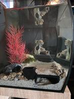 Fluval aquarium 34L compleet – met pomp, verlichting en deco, Ophalen, Zo goed als nieuw, Leeg aquarium