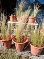 Vedergras Ponytail siergras Stipa (groot), Ophalen of Verzenden, Vaste plant, Siergrassen, Volle zon