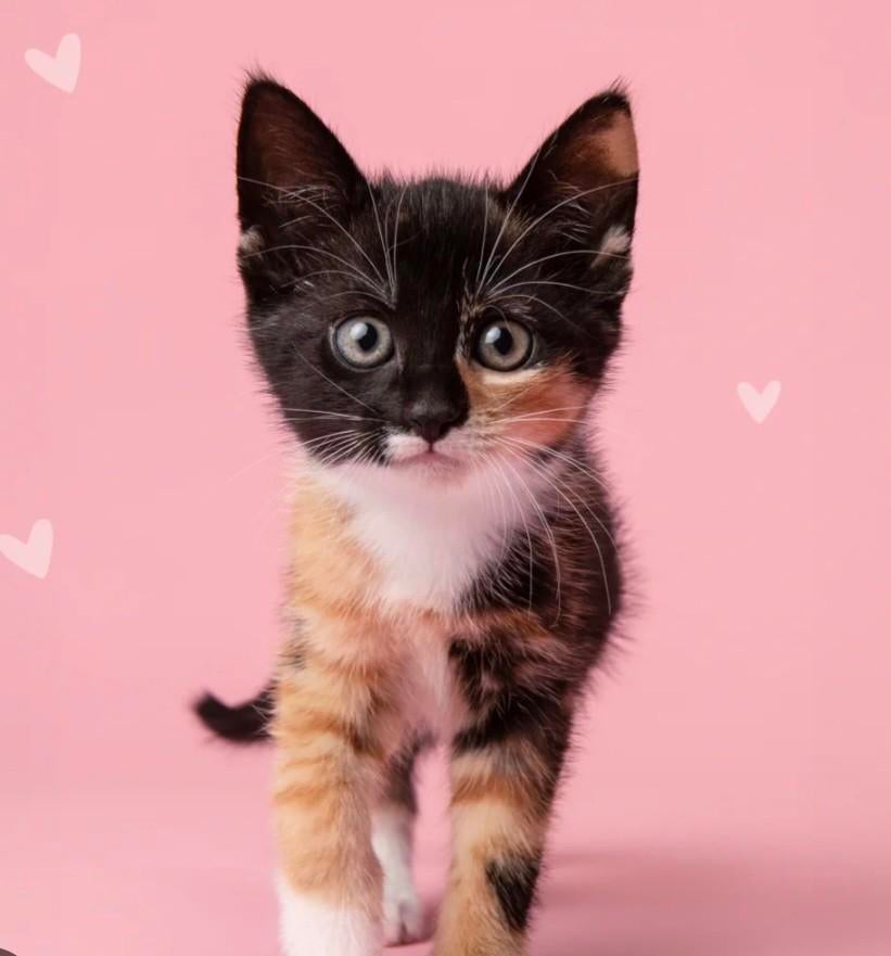 Gezocht! 2 kittens voor platinum mandje.