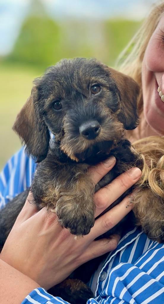 Ruwharige dwergteckel pup, 8 tot 15 weken, Teef, Dwerg, Parvo