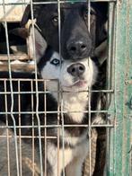 Hulp Gezocht: hondenvoer voor Roemeens asielen, Ophalen of Verzenden, Hond