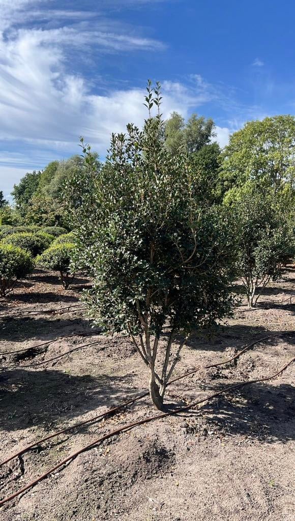 Osmanthus heterophyllus | Groenblijvende meerstammige bomen, Tuin en Terras, Planten | Bomen, Ophalen of Verzenden, Volle zon