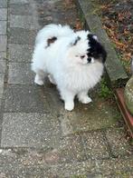 Puppy’s, Overige rassen, 8 tot 15 weken, Parvo, Meerdere