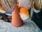 Calico Discus, Symphysodon Discus, Vis, Zoetwatervis