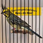 Groene kardinaal man