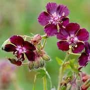 Mooie geranium Phaeum - makkelijke (schaduw-)plant -11cm-pot, Vaste plant, Halfschaduw, Lente, Ophalen